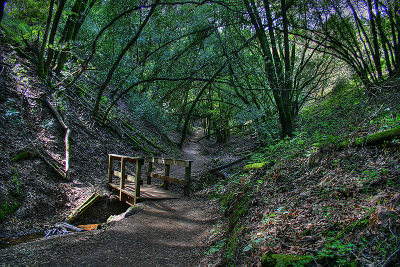A bridge along one of the trails in the park.