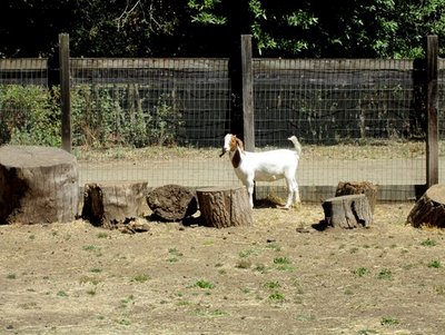 A goat that lives at Deer Hollow Farm