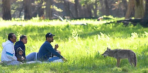 Coyote approaching a family in a park