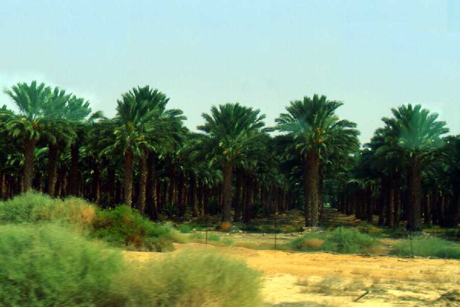 Date Palm Orchard along NW Shore of Dead Sea