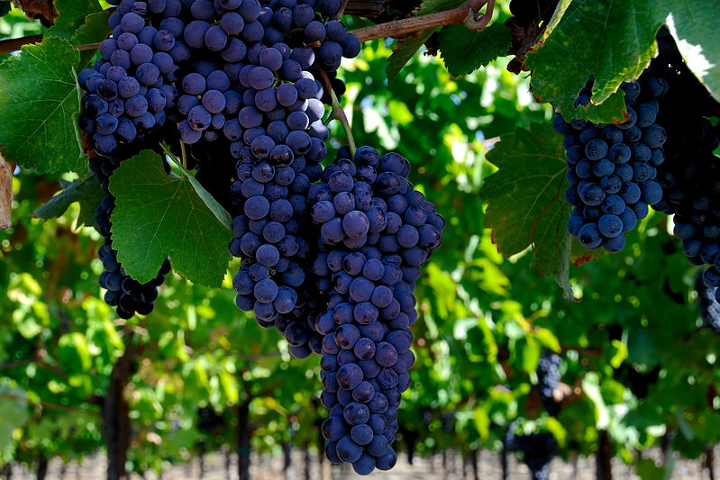 Script from the Javascript Kit