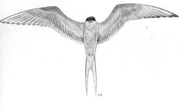 Arctic Tern Drawing