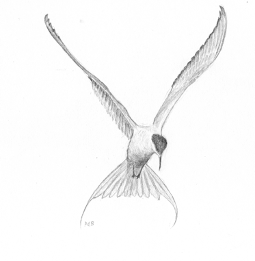 Arctic Tern Drawing