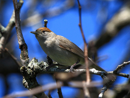 Blackcap Warbler