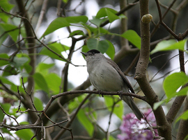 Blackcap Warbler