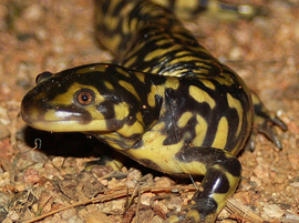 California Tiger Salamander