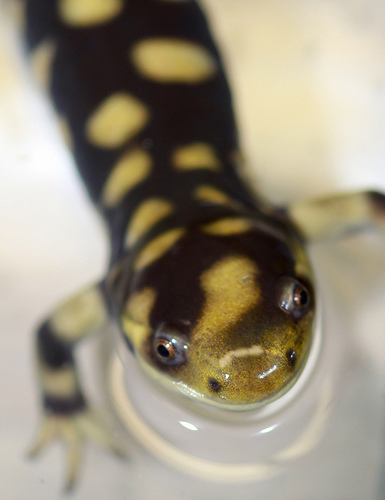 California Tiger Salamander