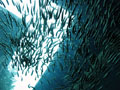 coho salmon