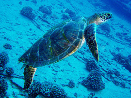 Green Sea Turtle