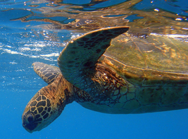 Green Sea Turtle