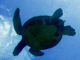 Green Sea Turtle