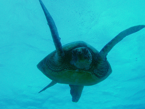 Green Sea Turtle