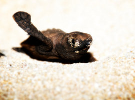 Leatherback Sea Turtle Baby