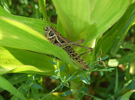 Migratory Locust