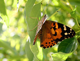 Painted Lady Butterfly
