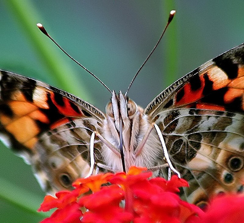 Painted Lady Butterfly