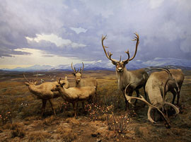 Woodland Caribou