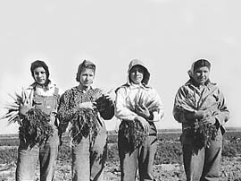Mexican Women Working