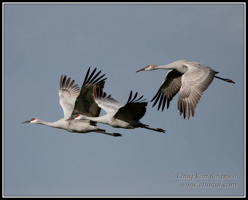 3 Sandhill Cranes