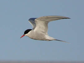 Arctic Tern