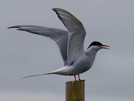 Arctic Tern