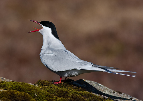 Arctic Tern