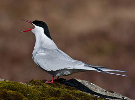 Arctic Tern