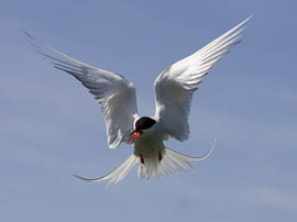 Arctic Tern