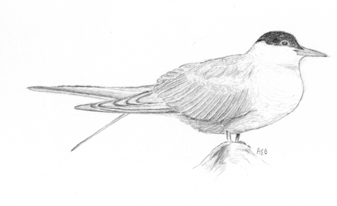 Arctic Tern Drawing
