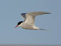 arctic tern
