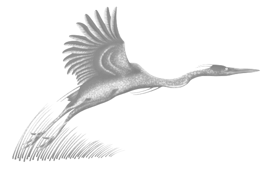 The Bay Institute of San Francisco Logo