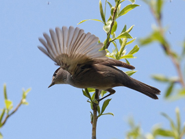 Blackcap Warbler