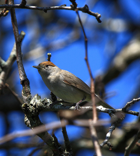 Blackcap Warbler