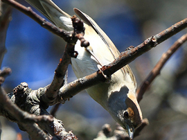 Blackcap Warbler