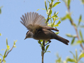blackcap warbler