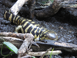 California Tiger Salamander