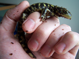 California Tiger Salamander