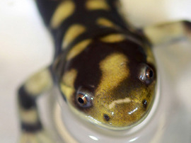 California Tiger Salamander