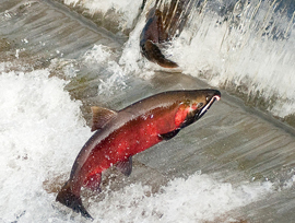 Coho Salmon