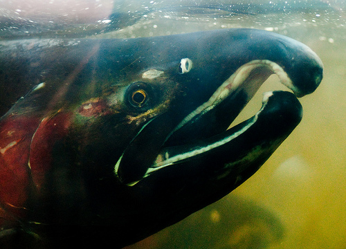 Coho Salmon