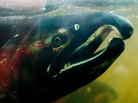 Coho Salmon
