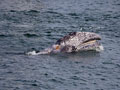Eastern Pacific Gray Whale