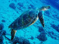 green sea turtle