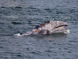 Eastern Pacific Grey Whale