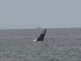 Eastern Pacific Grey Whale