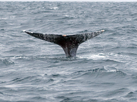 Eastern Pacific Grey Whale