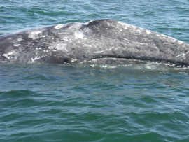 Eastern Pacific Grey Whale