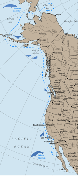 Eastern Pacific Grey Whale Map