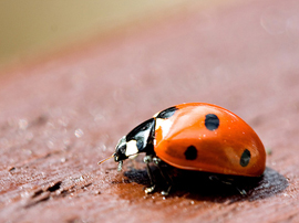 Ladybird Beetle
