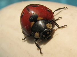 Ladybird Beetle